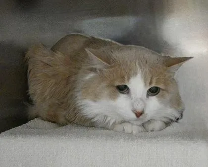 The Lone Ranger thumbnail 2