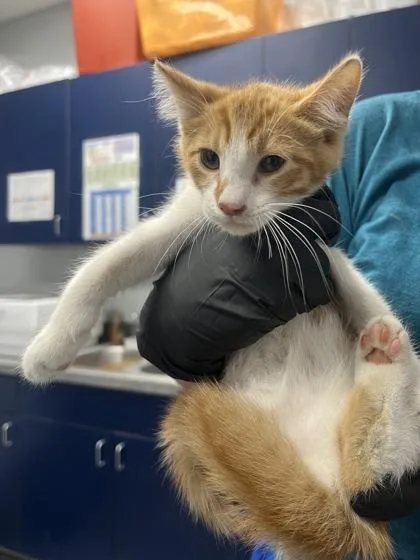 A young small-sized male Domestic Short Hair cat named B Gin for adoption in North Charleston, SC