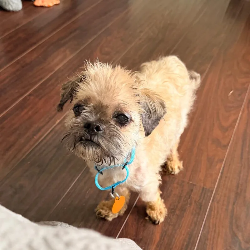 A senior small-sized male Brown / Chocolate Mixed Breed dog named Roscoe for adoption in Saint John, IN