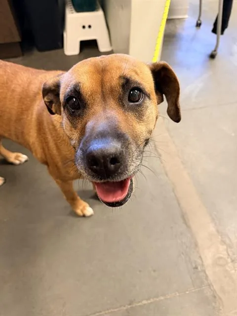 An adult medium-sized female Boxer dog named Kima for adoption in Santa Cruz, CA