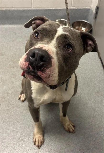 An adult medium-sized male Pit Bull Terrier dog named Draco for adoption in Indianapolis, IN