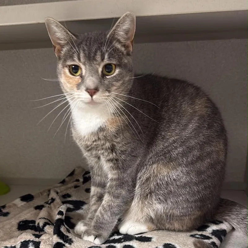 A young medium-sized female Gray / Blue / Silver Domestic Short Hair cat named Precious for adoption in Aldie, VA