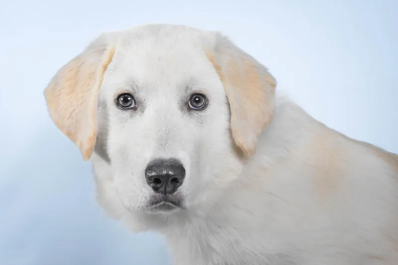 A baby large-sized female Great Pyrenees dog named Fir for adoption in Loveland, CO