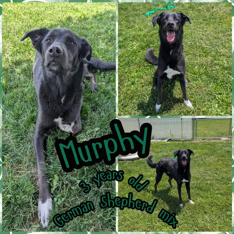 Murphy