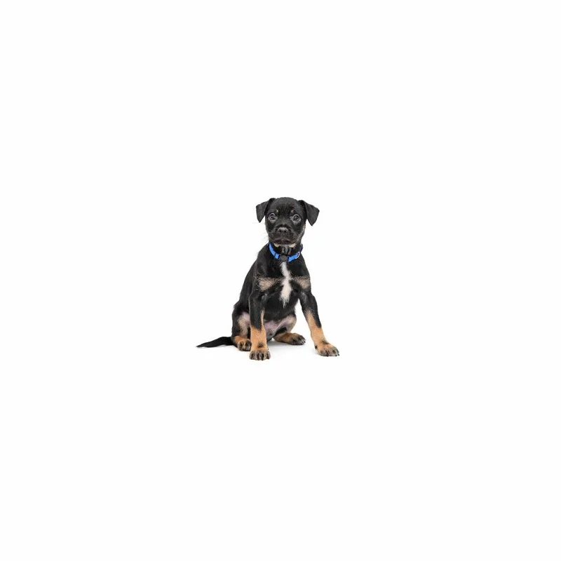 A baby medium-sized male Black Mixed Breed dog named Raul Jimenez for adoption in Playa Vista, CA