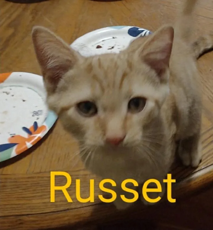 Russet thumbnail 3