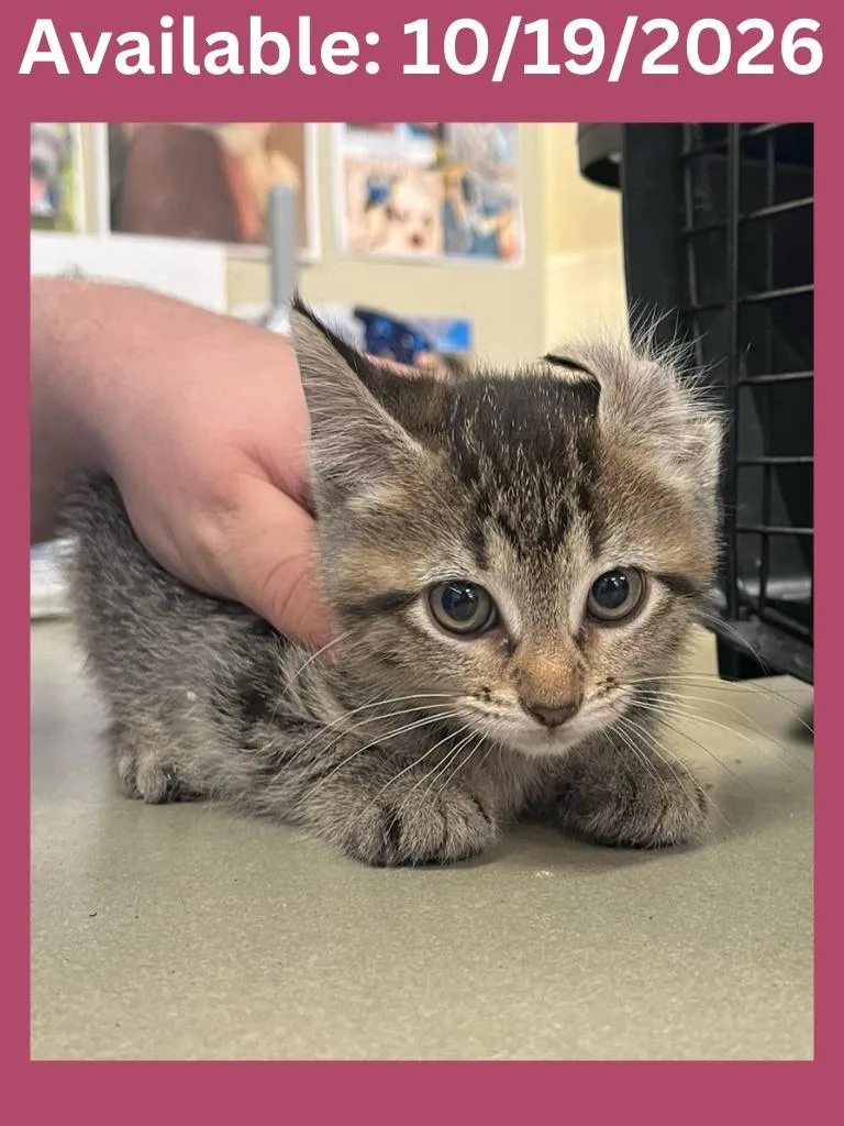 A baby medium-sized female Domestic Short Hair cat named Cat Condo for adoption in Greenville, TX