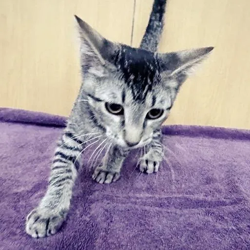 A baby small-sized male Gray / Blue / Silver Domestic Short Hair cat named Meowgneto for adoption in Saint Louis, MO