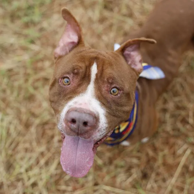 An adult large-sized male American Staffordshire Terrier dog named Charlie for adoption in San Antonio, TX