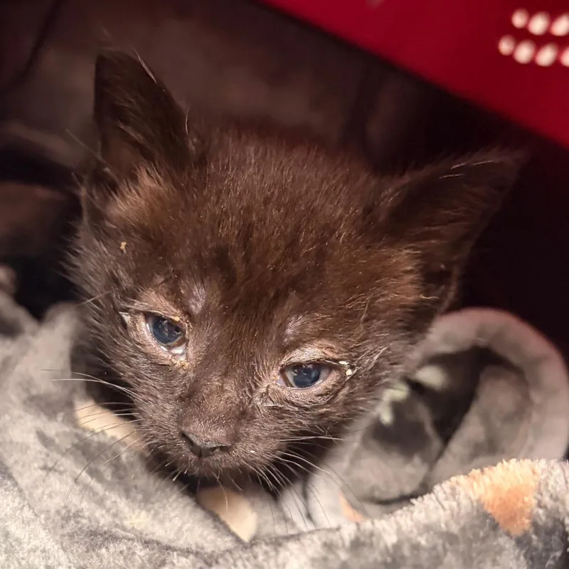 A baby small-sized male Black Domestic Short Hair cat named Rowdy for adoption in Birdsboro, PA