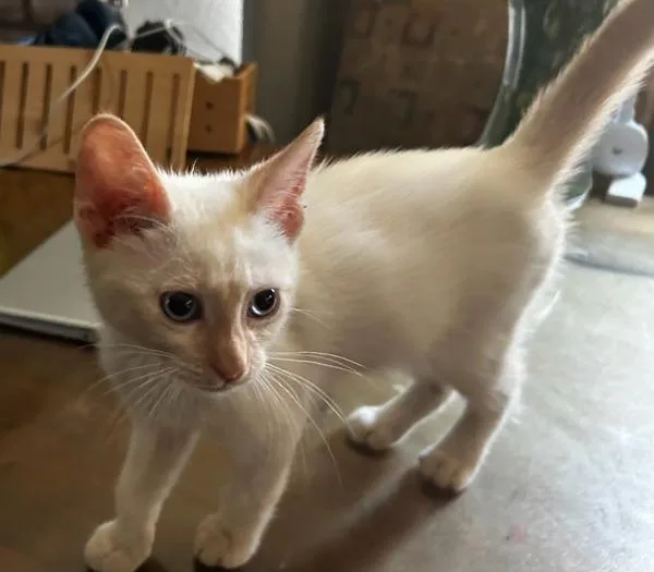 A baby small-sized male Domestic Short Hair cat named Yoshi for adoption in El Cajon, CA