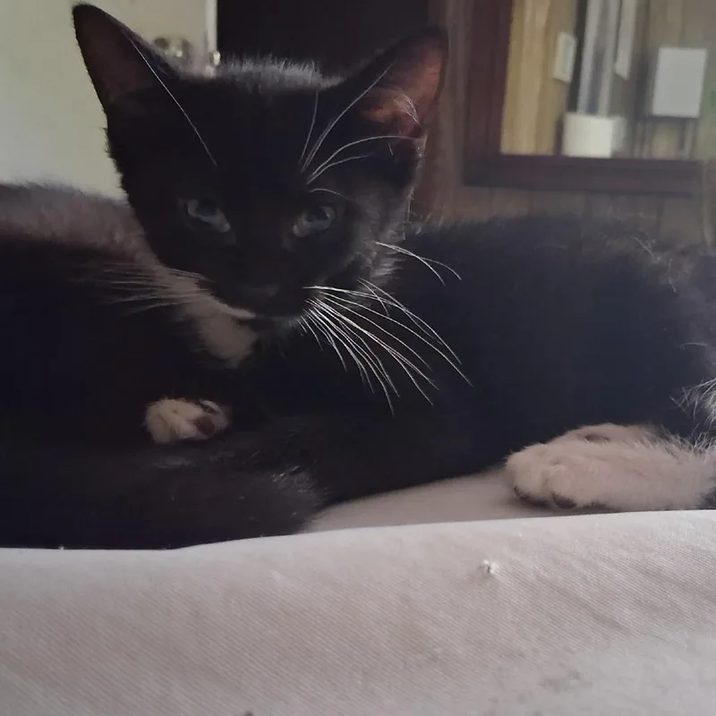A baby small-sized male Black Domestic Short Hair cat named Ducky for adoption in Ringtown, PA