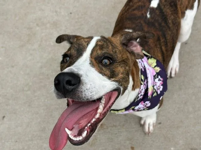 A young medium-sized male Pit Bull Terrier dog named Bing Bong for adoption in Tulsa, OK