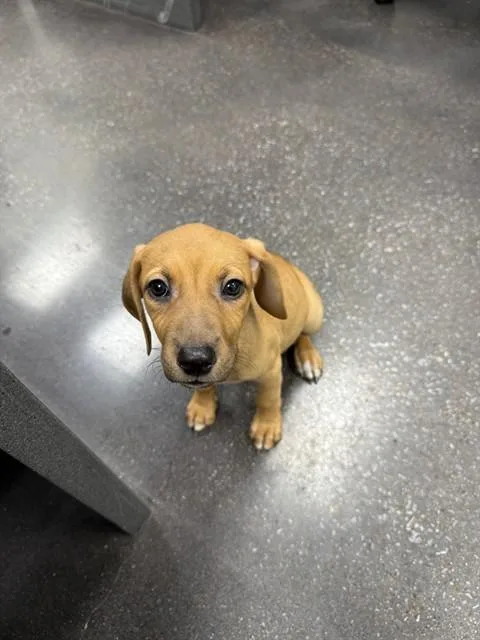 A baby small-sized female English Coonhound dog named Honey for adoption in Wylie, TX