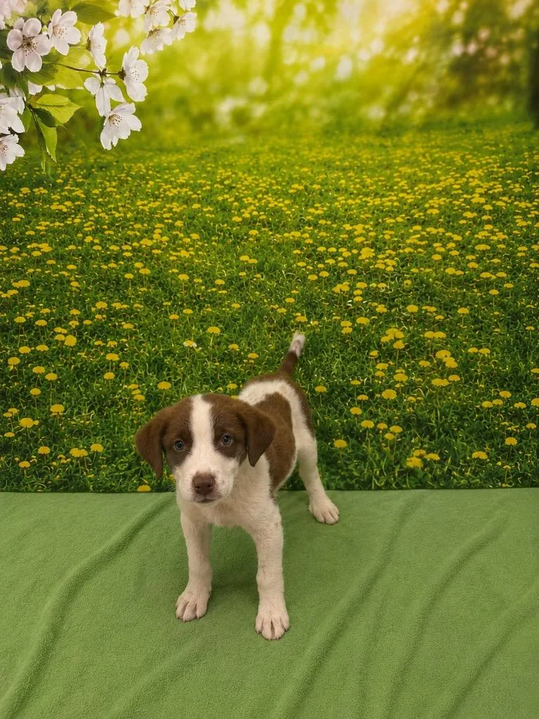 A baby small-sized male Terrier dog named Possum for adoption in Athens, TN