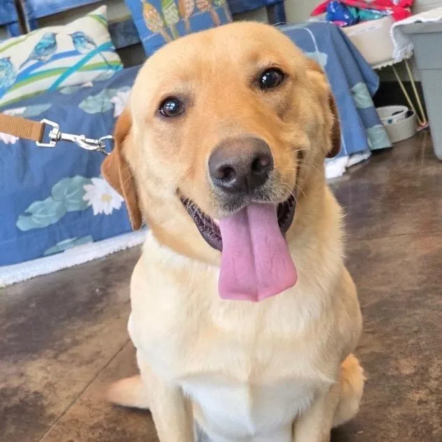 A young medium-sized male Yellow / Tan / Blond / Fawn Yellow Labrador Retriever dog named Potato for adoption in Huntsville, AL