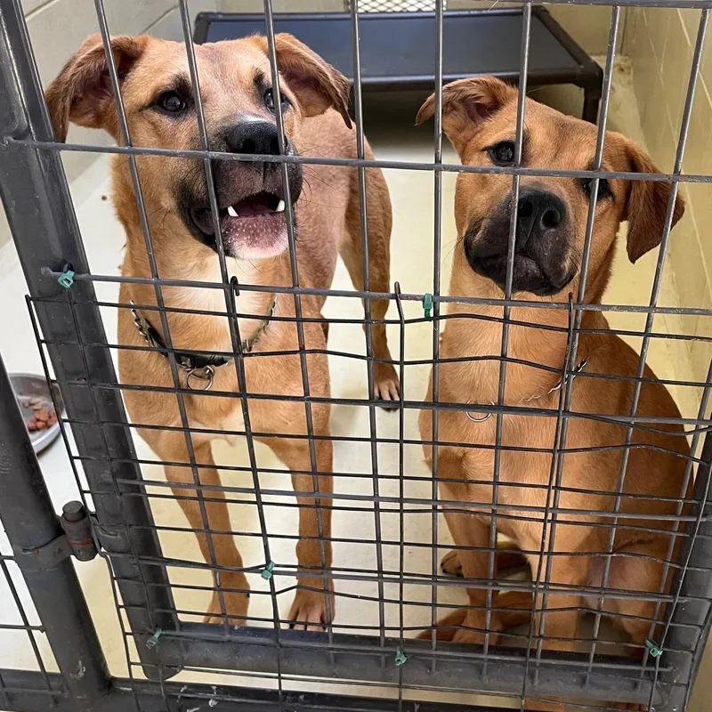 Bojangles thumbnail 2