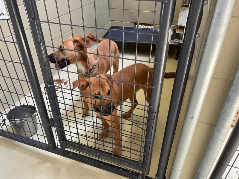 Bojangles thumbnail 5