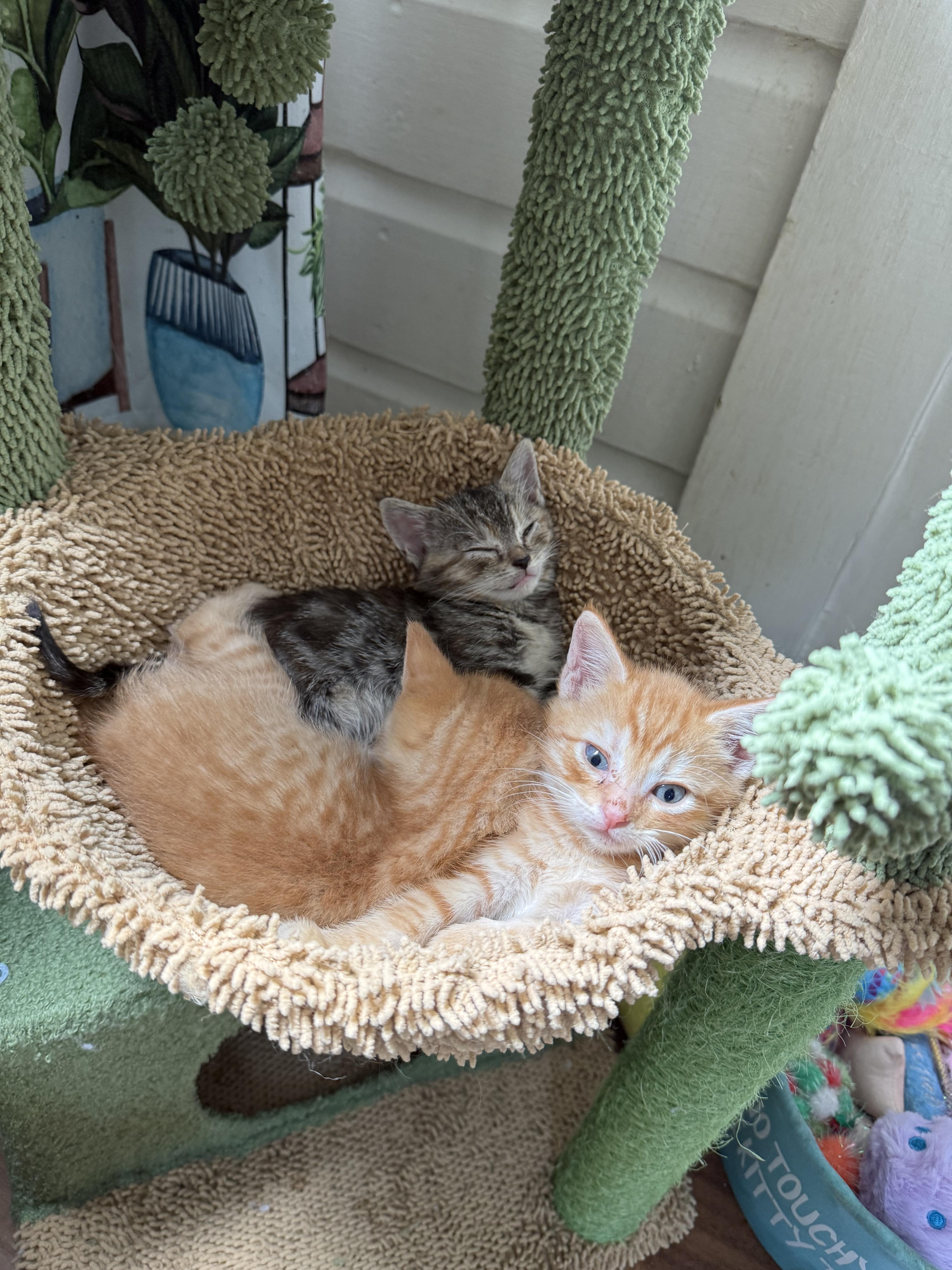 A baby small-sized male Domestic Medium Hair cat named Spike for adoption in Bethel Park, PA