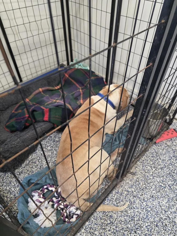 A senior large-sized male Tricolor (Brown, Black, & White) Shar-Pei dog named Wrangler for adoption in Lakeland, FL