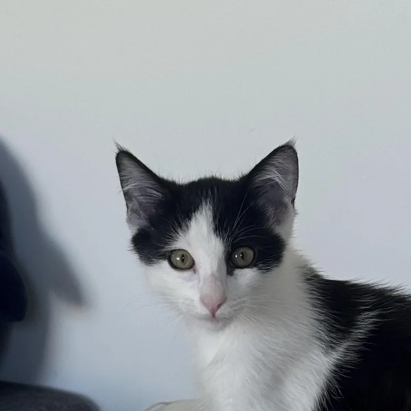 A baby medium-sized male Black & White / Tuxedo Domestic Short Hair cat named Mickey for adoption in Venice, CA