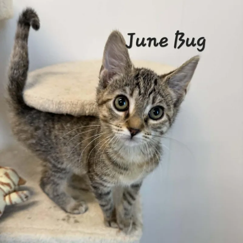 A baby small-sized female Tabby (Gray / Blue / Silver) Tabby cat named June Bug for adoption in Rushville, IL