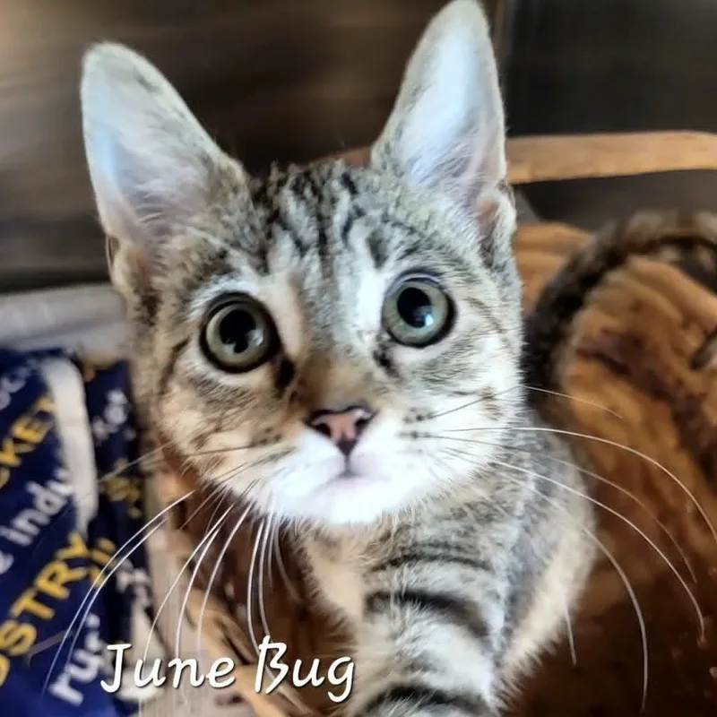 June Bug thumbnail 2