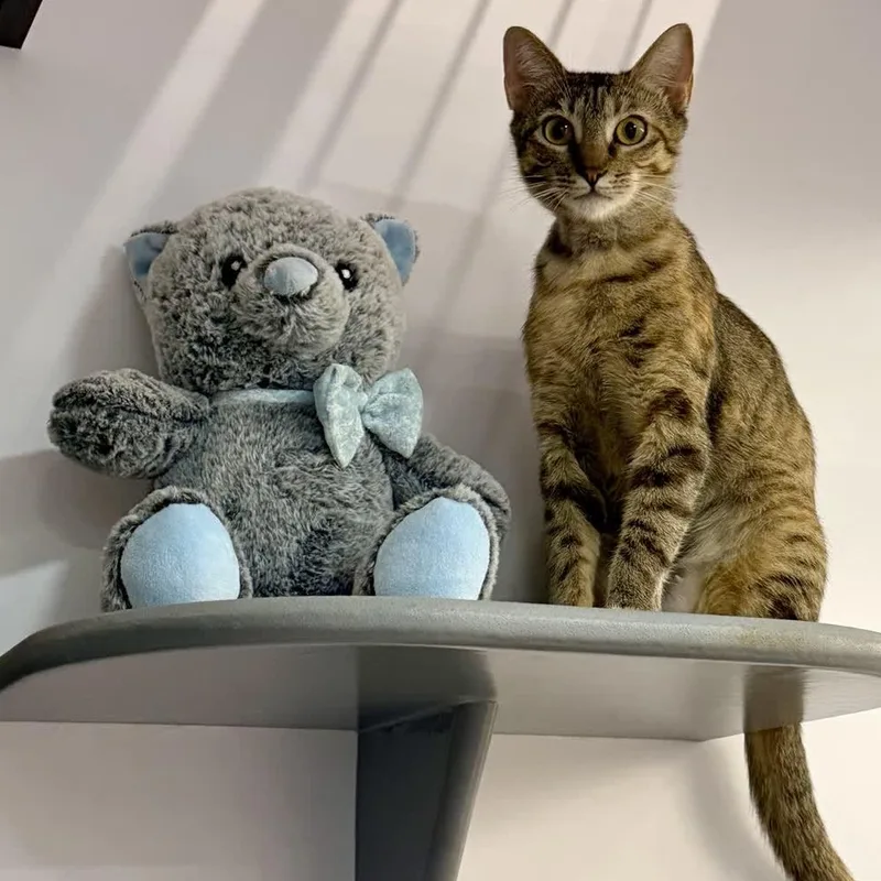 A young medium-sized female Torbie Domestic Short Hair cat named Lucy for adoption in Austin, TX