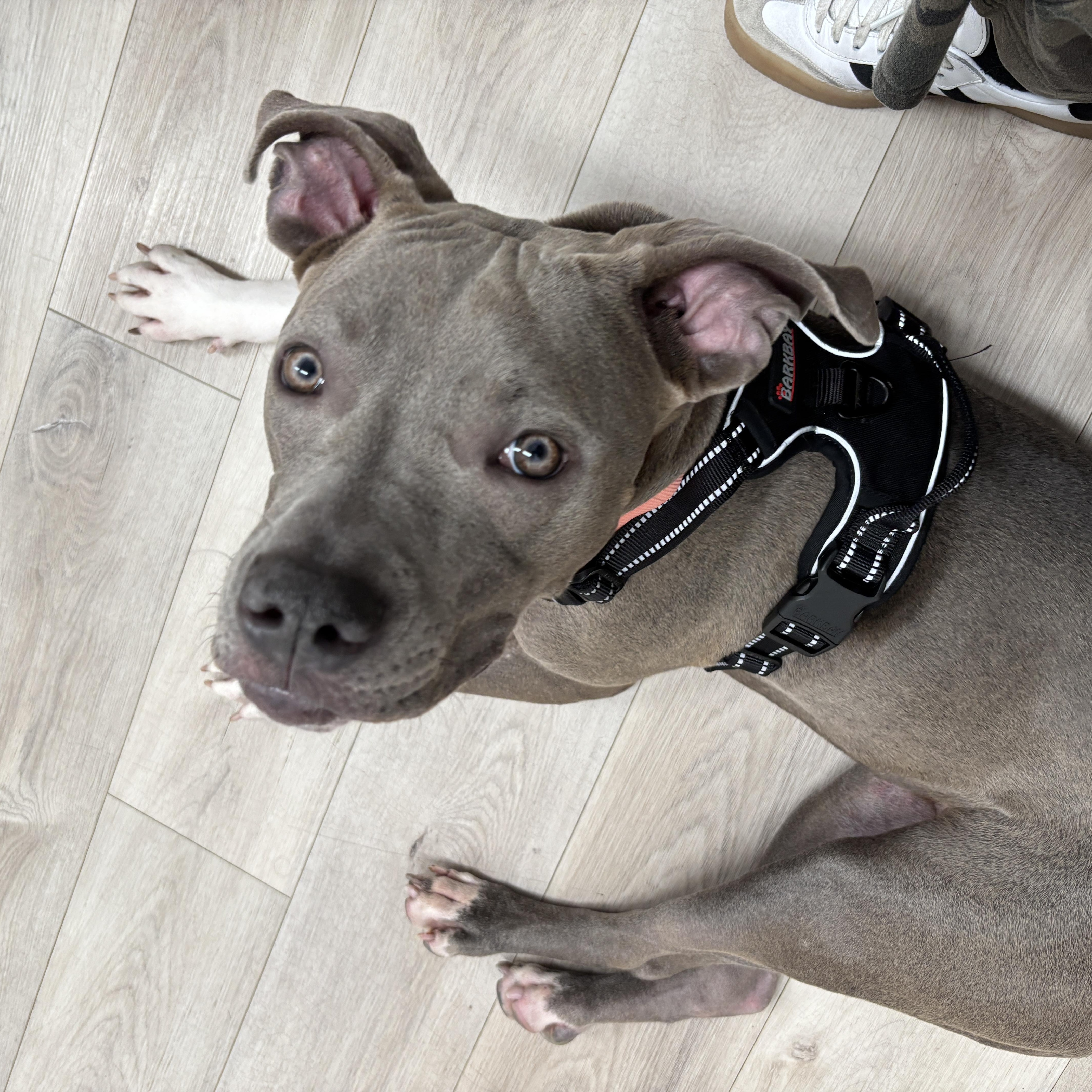 A young medium-sized female Gray / Blue / Silver Mixed Breed dog named Lil Baby for adoption in Vassalboro, ME