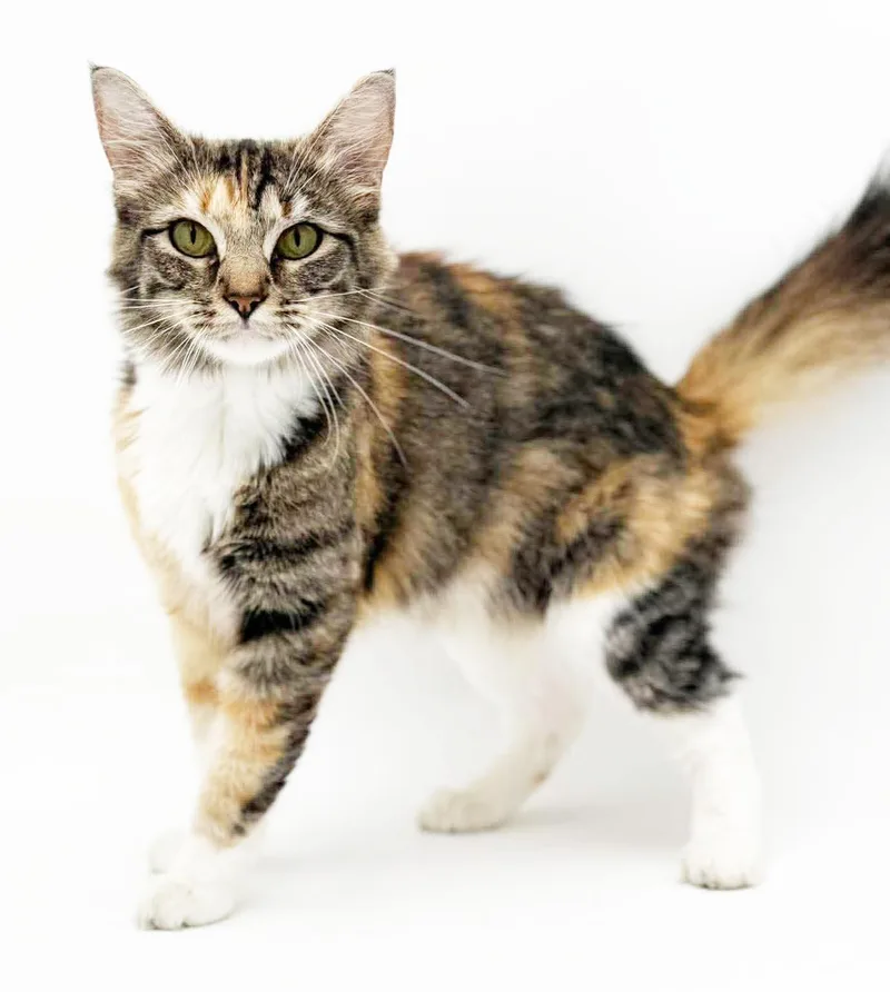 A young medium-sized female Tabby (Brown / Chocolate) Maine Coon cat named Diva is our DIVINE for adoption in Bedford Hills, NY