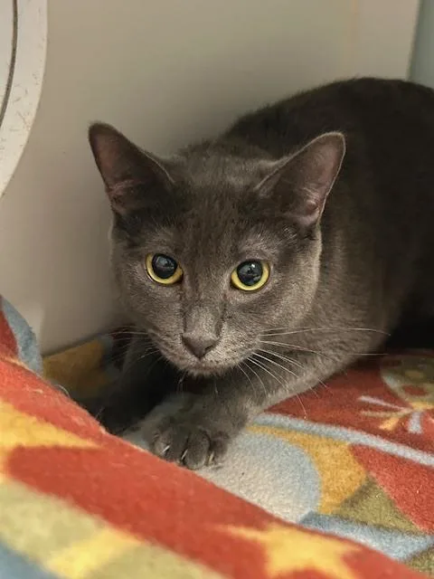 An adult medium-sized female Gray / Blue / Silver American Shorthair cat named Morel for adoption in Muskegon, MI