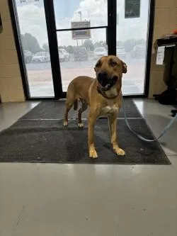 An adult medium-sized male Brown / Chocolate Shepherd dog named Joseph for adoption in Harlingen, TX