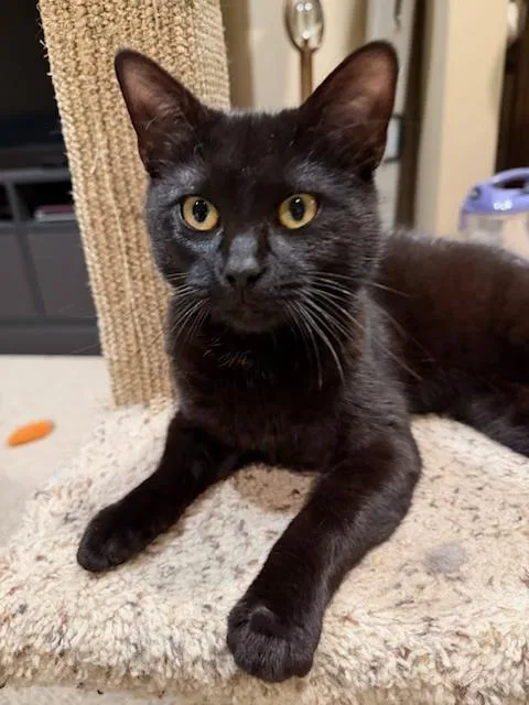 Venus  People Lover thumbnail 2