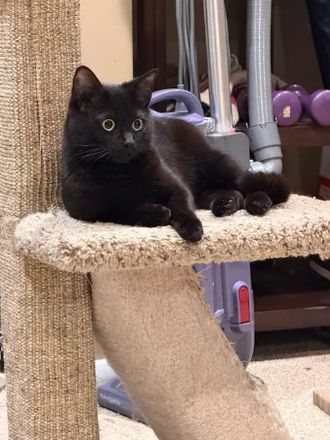 Venus  People Lover thumbnail 3