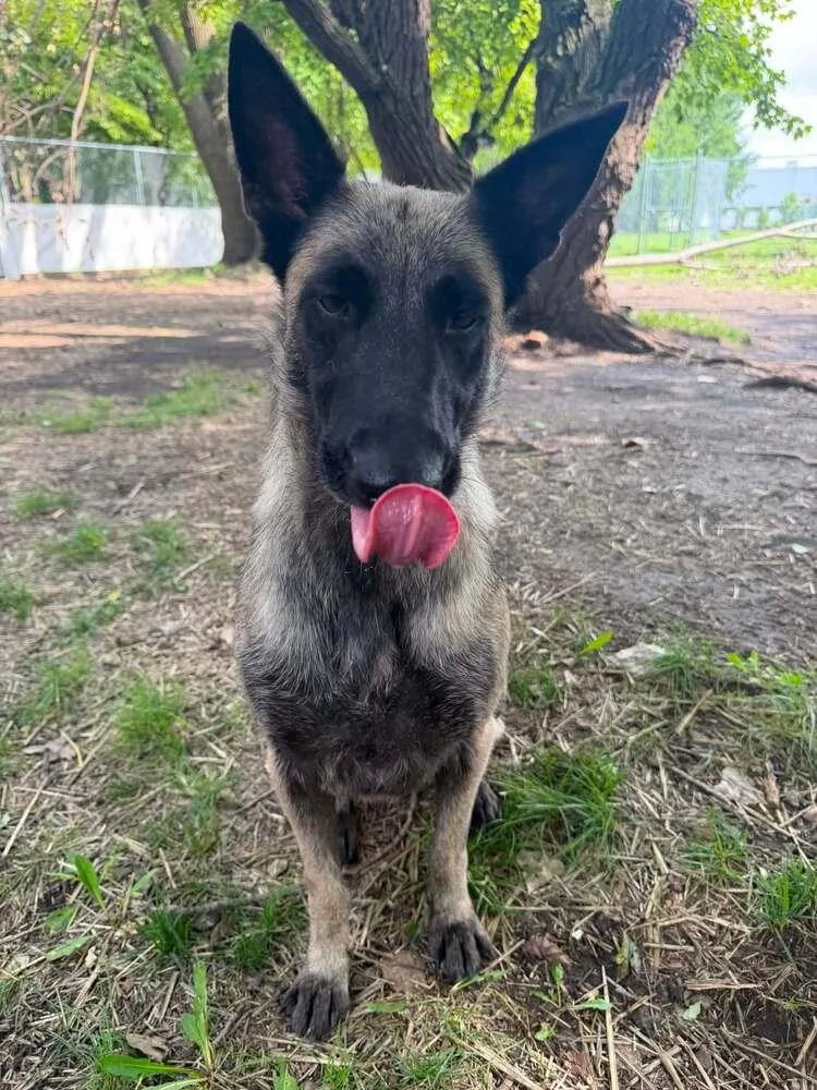 An adult medium-sized female Gray / Blue / Silver Belgian Shepherd / Malinois dog named Sage located in IL for adoption in Imlay City, MI