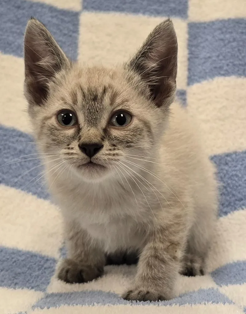 A baby small-sized male Domestic Short Hair cat named Gideon for adoption in Murphysboro, IL