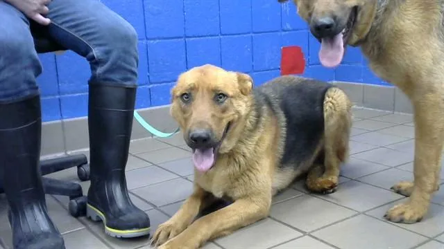 A young medium-sized male German Shepherd Dog dog named Tazz for adoption in Albuquerque, NM