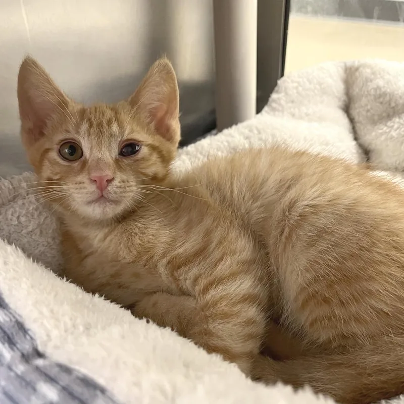 A baby small-sized male Orange / Red Domestic Short Hair cat named Mooshu for adoption in York, PA