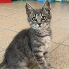 A baby large-sized male Tabby (Gray / Blue / Silver) Domestic Medium Hair cat named Rorik for adoption in Spring Valley, CA