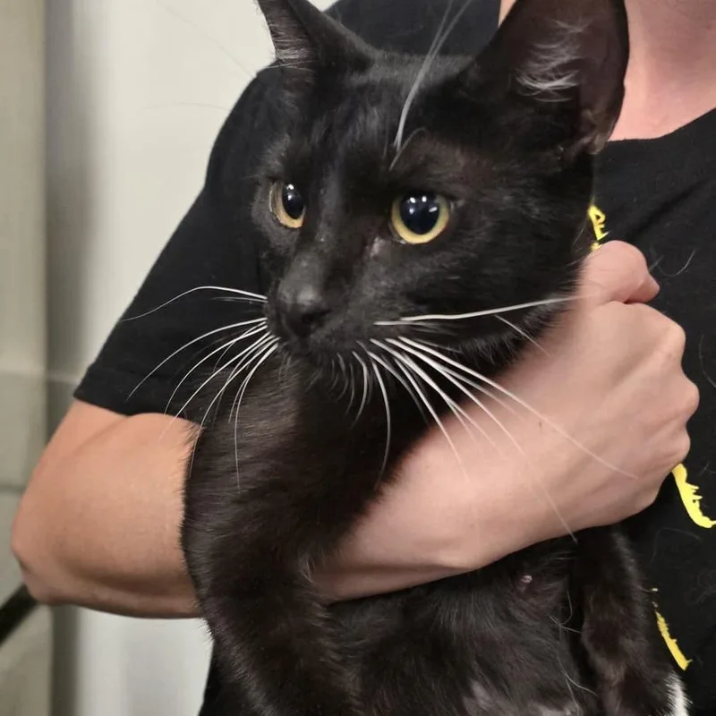 A young medium-sized female Black Domestic Short Hair cat named Mittens for adoption in Morgan Hill, CA
