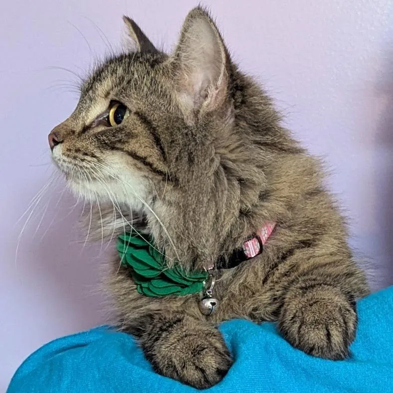An adult small-sized female Buff / Tan / Fawn Maine Coon cat named Flour for adoption in Johnstown, PA