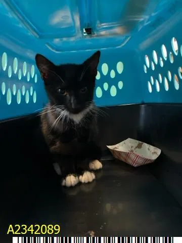 A baby small-sized female Domestic Short Hair cat named Willow for adoption in West Palm Beach, FL