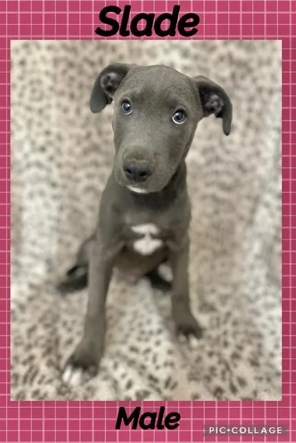 A baby medium-sized male Labrador Retriever dog named Slade for adoption in Manchester, CT