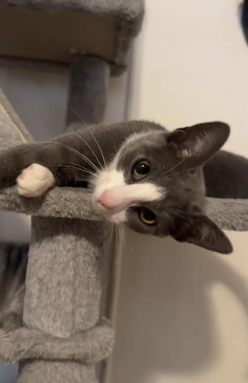 A baby small-sized female Gray & White Domestic Short Hair cat named Lola for adoption in Brooklyn, NY