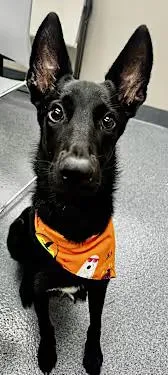 A young medium-sized female Belgian Shepherd / Malinois dog named Widow Willow Bean for adoption in Santa Ana, CA