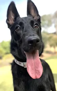 Widow Willow Bean thumbnail 3