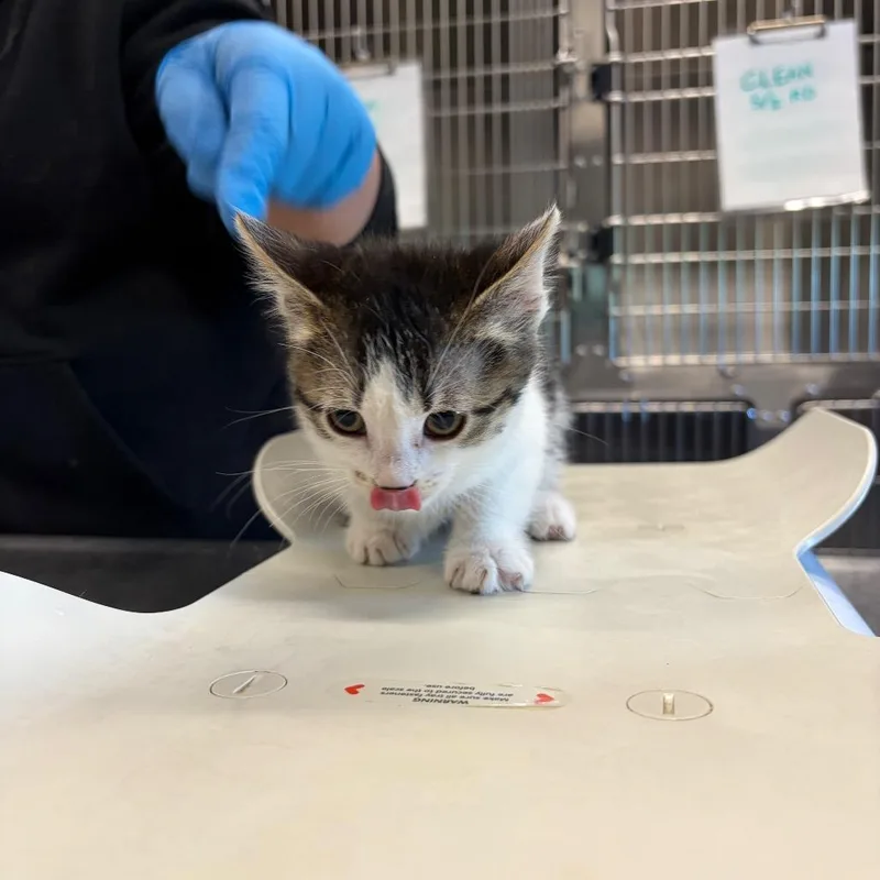 A baby small-sized female Brown / Chocolate Domestic Short Hair cat named Abba for adoption in Hinsdale, IL
