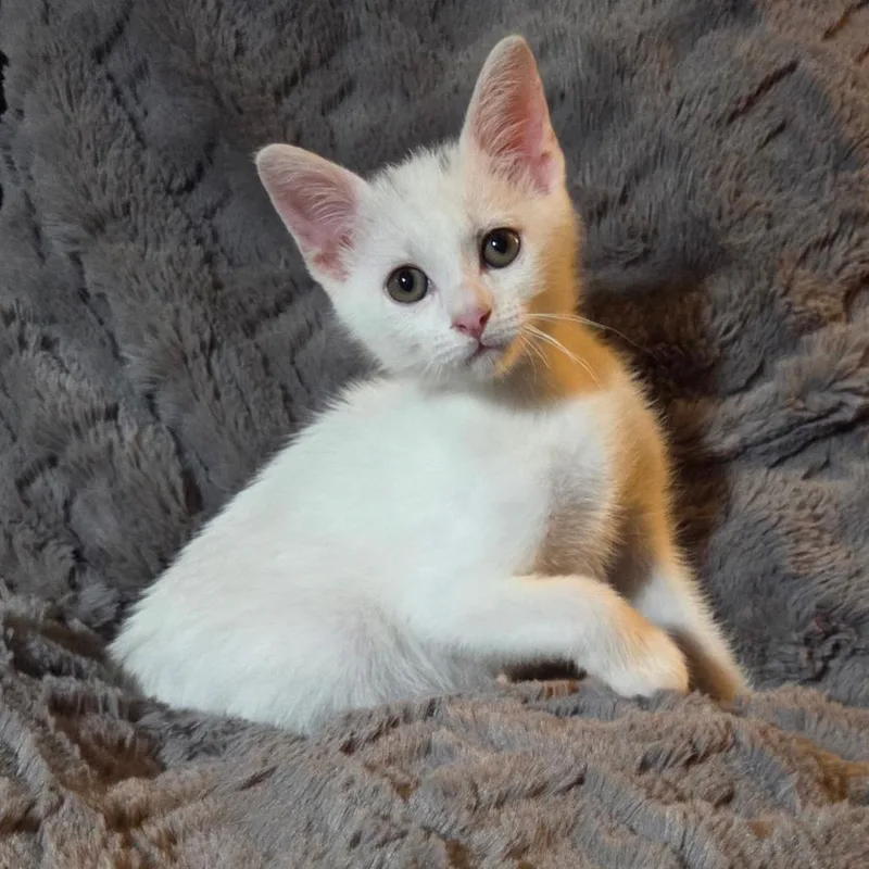A baby small-sized male White Domestic Short Hair cat named Mew for adoption in Houston, TX