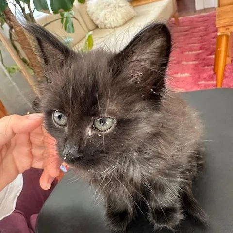 A baby small-sized female Black Domestic Short Hair cat named Squish for adoption in Los Angeles, CA