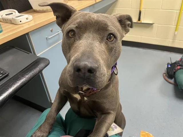 A young large-sized female Pit Bull Terrier dog named Calypso for adoption in Denver, CO